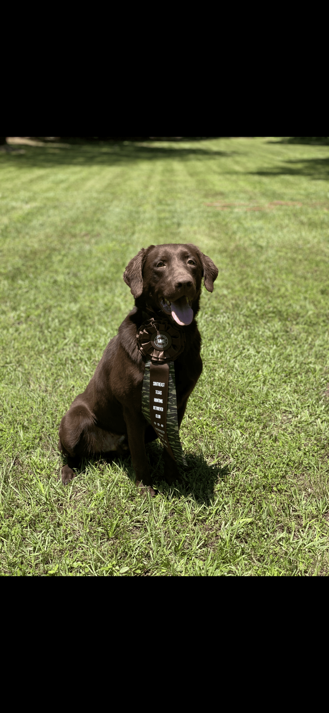 HR Asprey’s Gauge | Chocolate Labrador Retriver