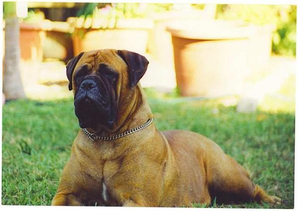 Asgard's Pandora | Bullmastiff 