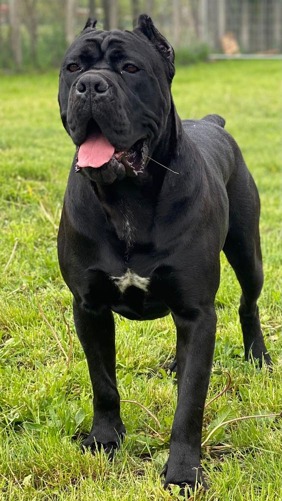 CHICO DEL DYNASTIA DEL CORSO | Cane Corso 