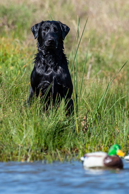 Callback’s Takin’ Care Of Business JH | Black Labrador Retriver