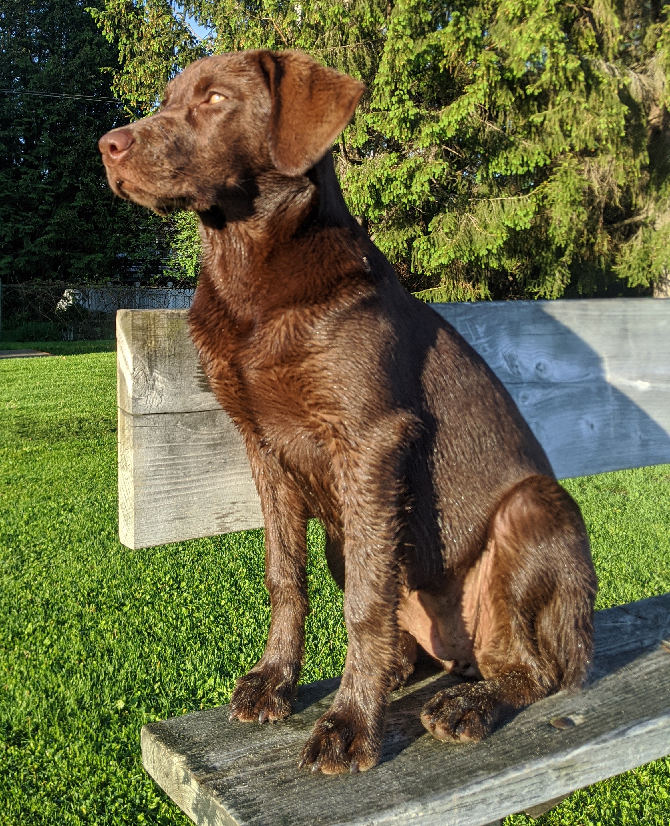 Sheetwater's Bad Abbitude | Chocolate Labrador Retriver