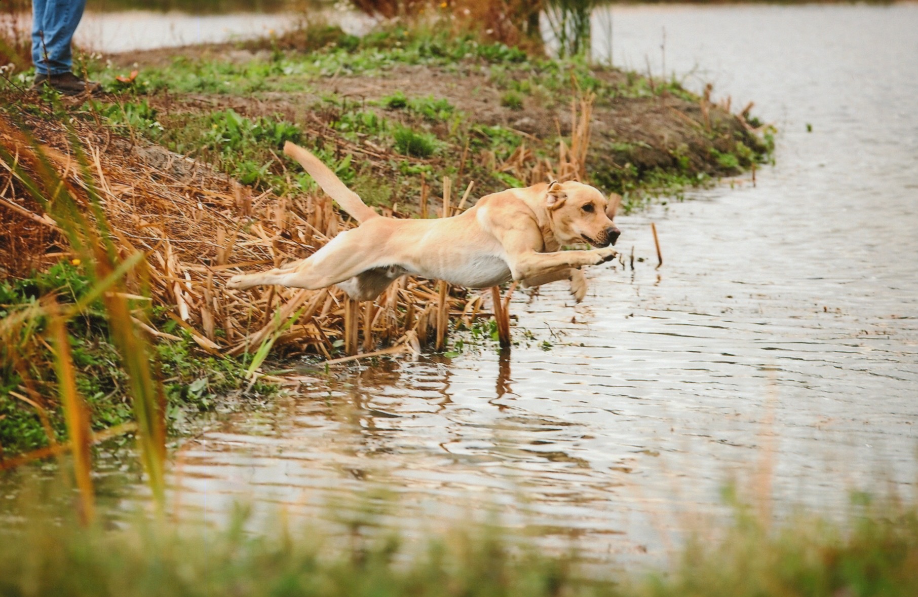 CPR Tiger Mtn Hangin’ On To Hudson | Yellow Labrador Retriver