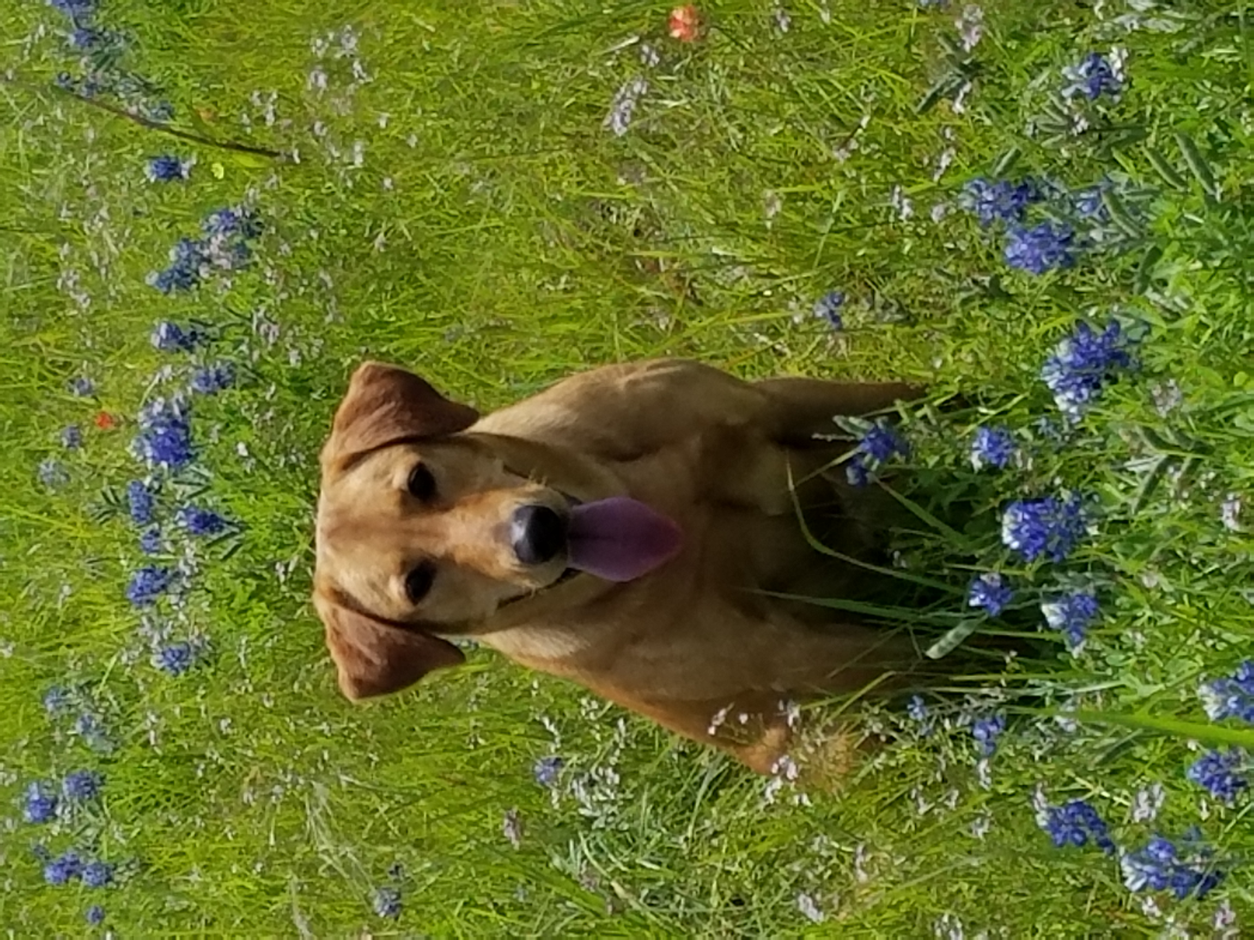 Just Ducky Cosmic Payback | Yellow Labrador Retriver