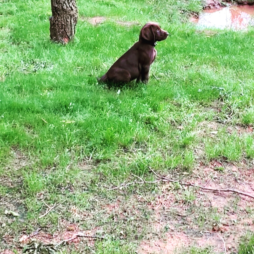 H&H’S Rouxs Sweet Moxie | Chocolate Labrador Retriver