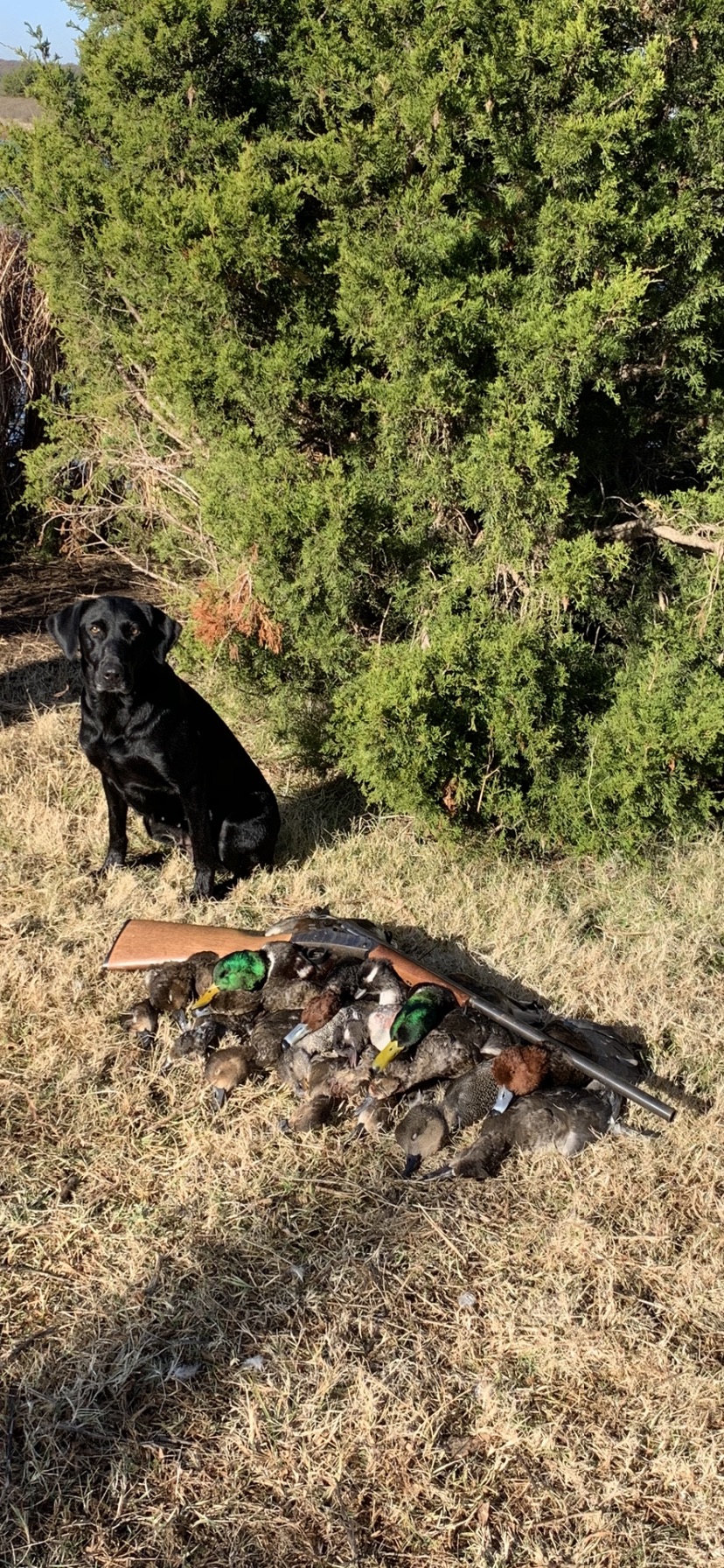 Molly Raye Rumble Ready | Black Labrador Retriver