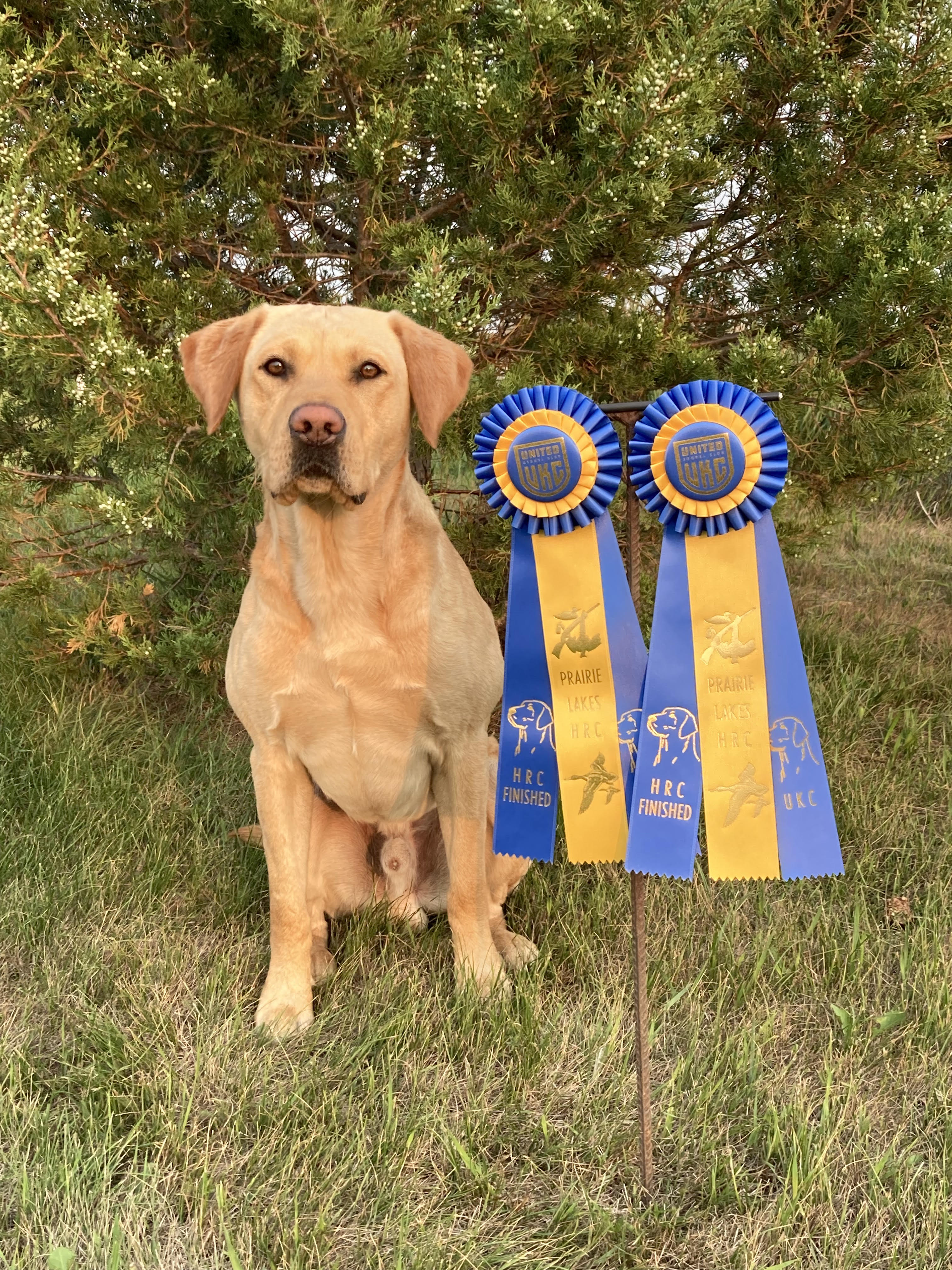 HRCH UH CPR Podoll's I'm Your Huckleberry | Yellow Labrador Retriver