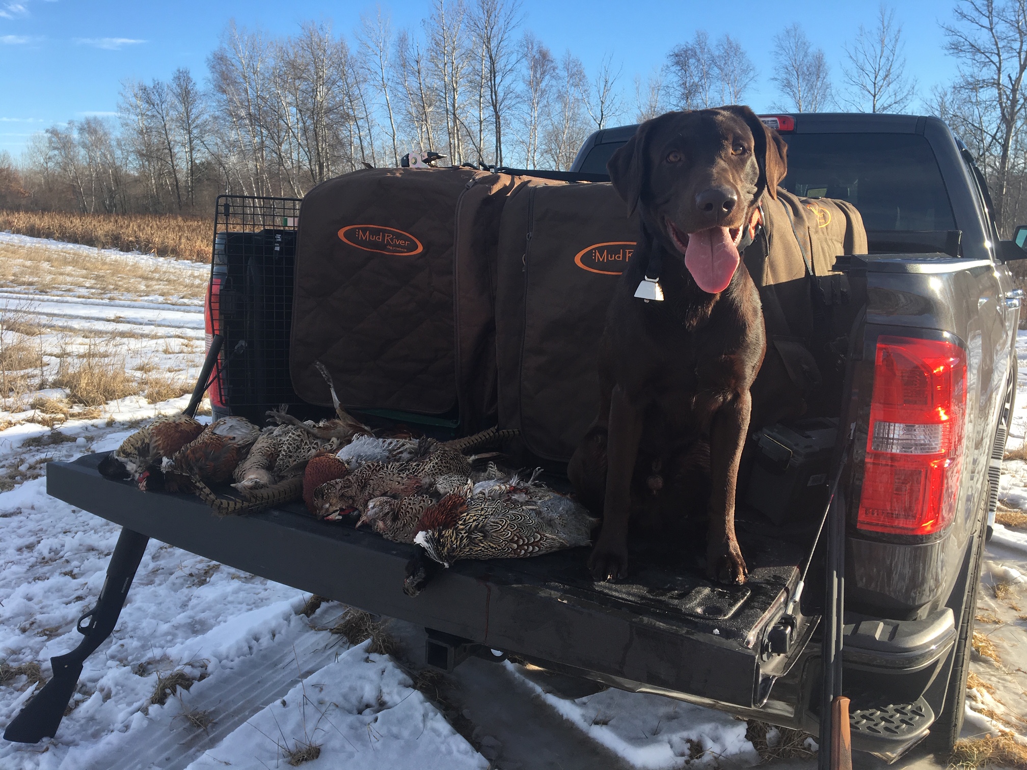 Jordy VIII | Chocolate Labrador Retriver