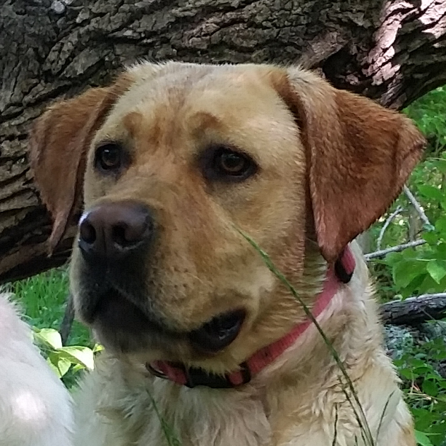 JD's Ojibway Fly'inGold Neche | Yellow Labrador Retriver