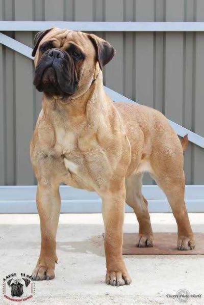 Large Black Mia | Bullmastiff 