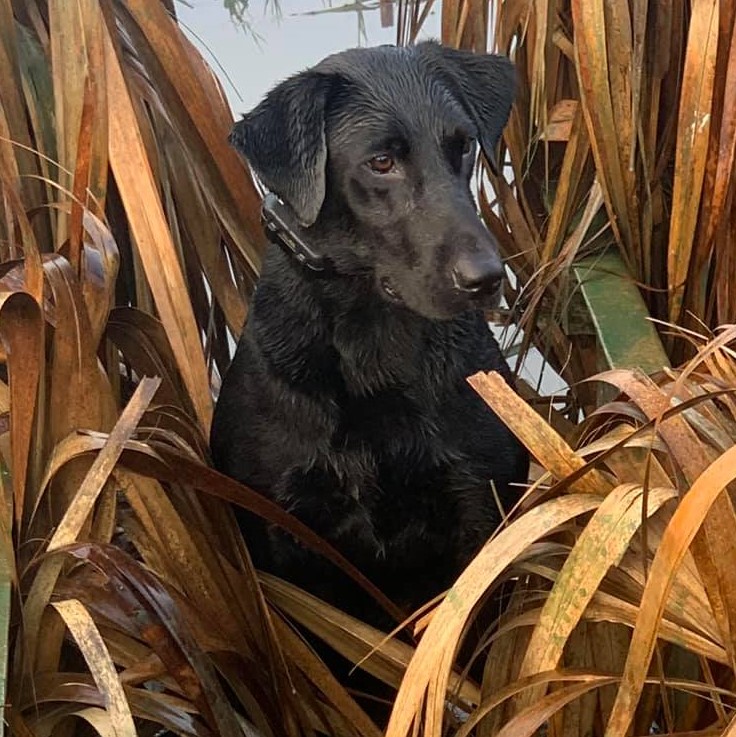 HRCH  New Corleys Crazy Lady | Black Labrador Retriver