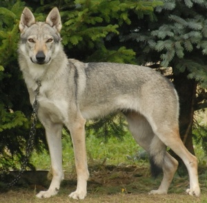 Aida Vlcí démon | Czechoslovakian Wolfdog 