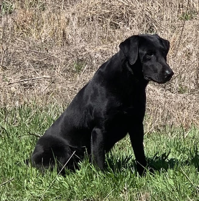 HRCH  New Corleys Crazy Lady | Black Labrador Retriver