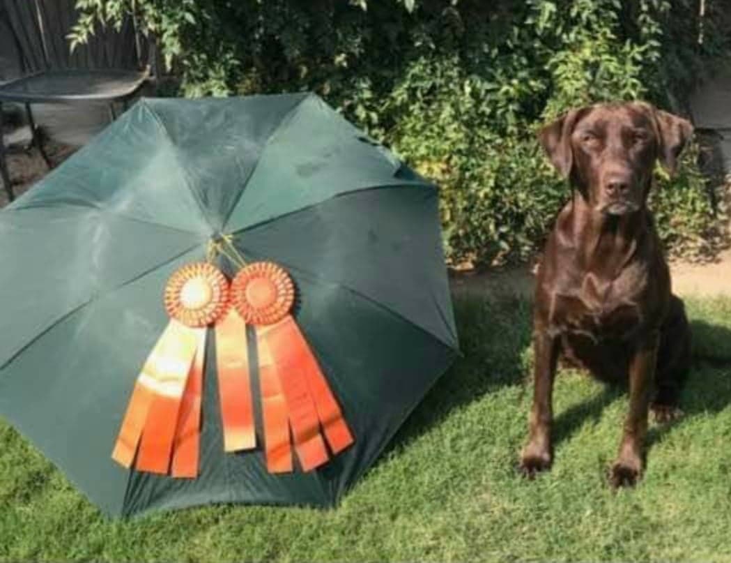 Rattlinridge Pistol Packin Neeko WC,WCX, JH, SH | Chocolate Labrador Retriver