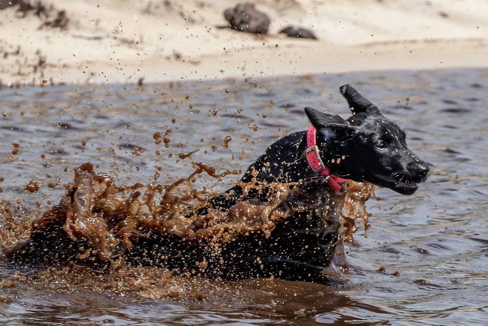 Snellman’s East Coast Bonnie | Black Labrador Retriver