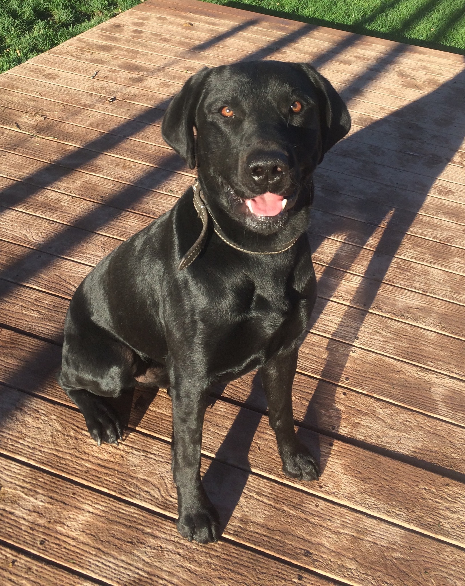 Wilsons Louie | Black Labrador Retriver