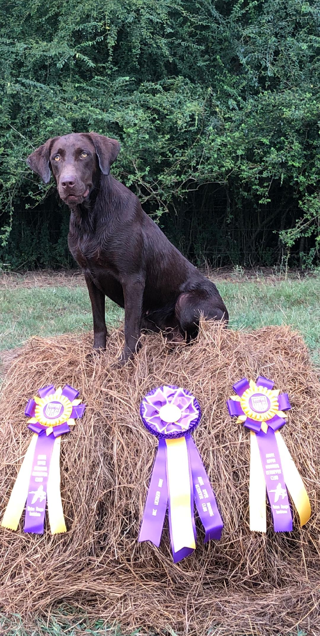 HRCH SBR Kami Will SH | Chocolate Labrador Retriver