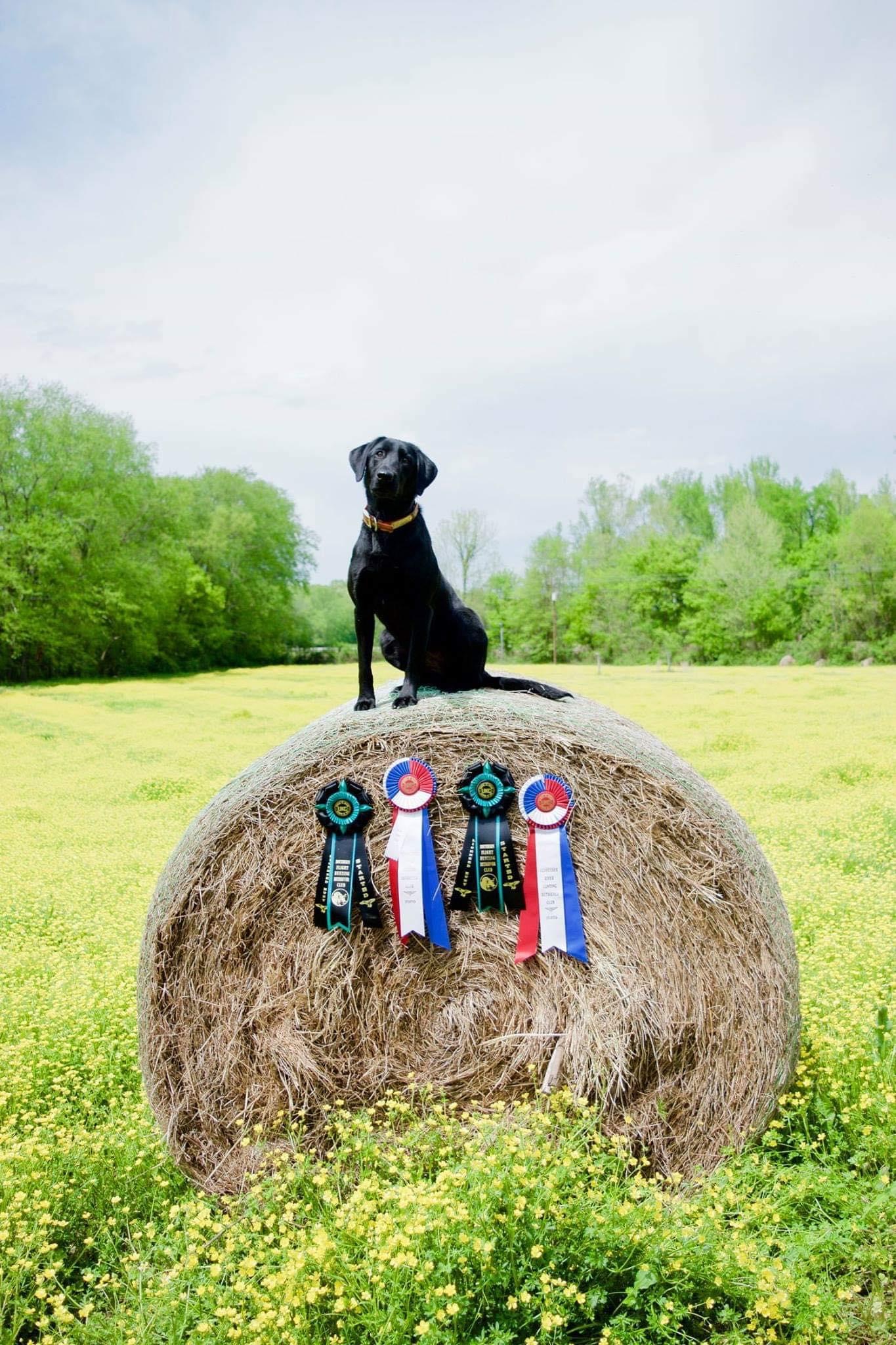 HR Banjos Wild Child Princess Avery MH | Black Labrador Retriver