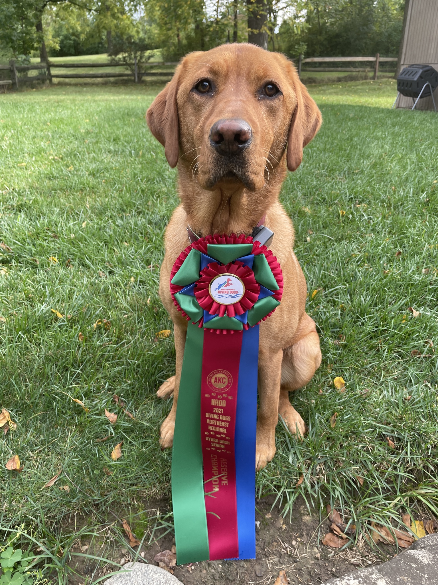 Woody Farms 2019 Special Reserve Merlot DMX DSA AM AS HDSA HDS | Yellow Labrador Retriver