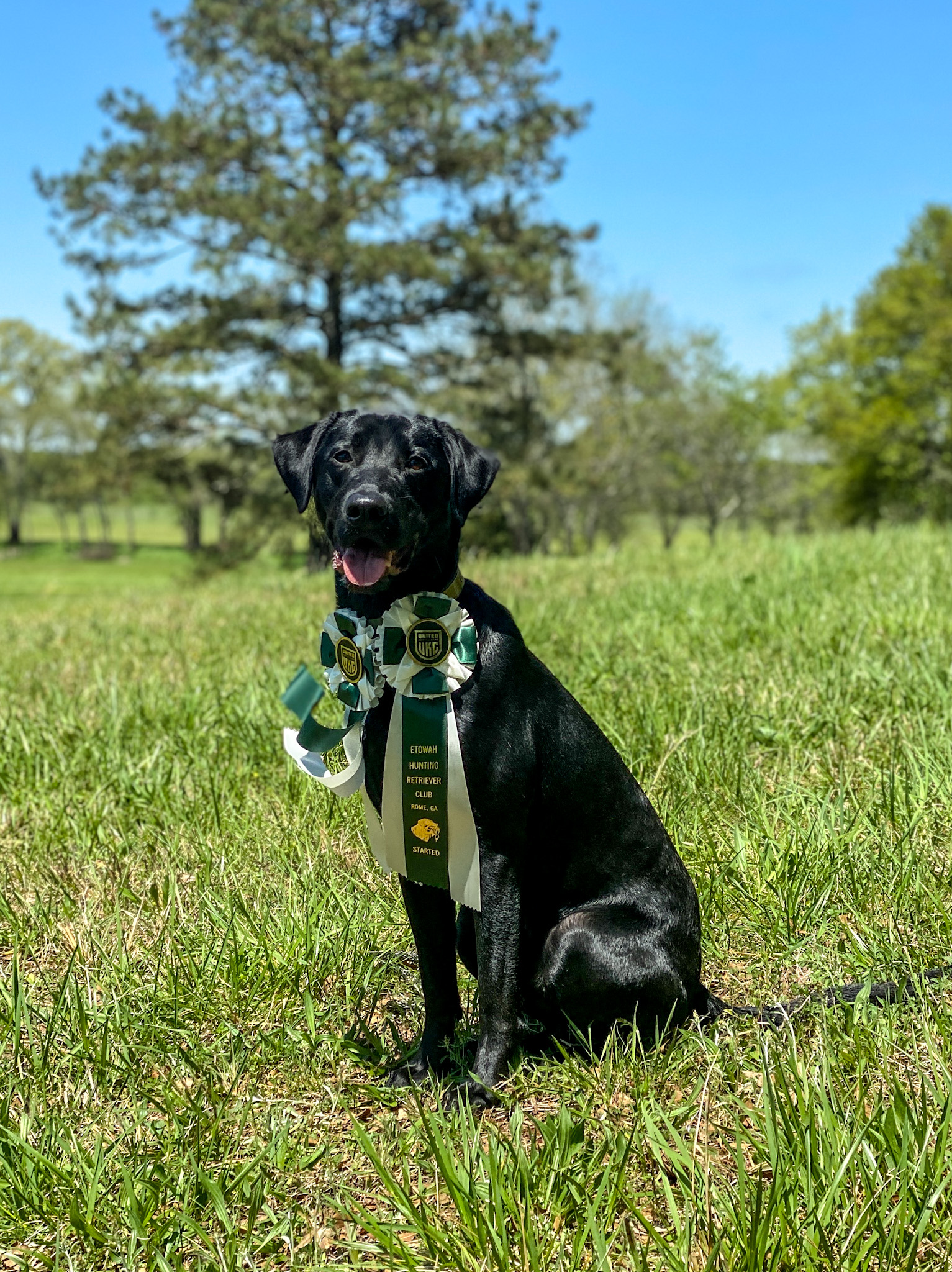 SHR 	Let's Go My Echo | Black Labrador Retriver