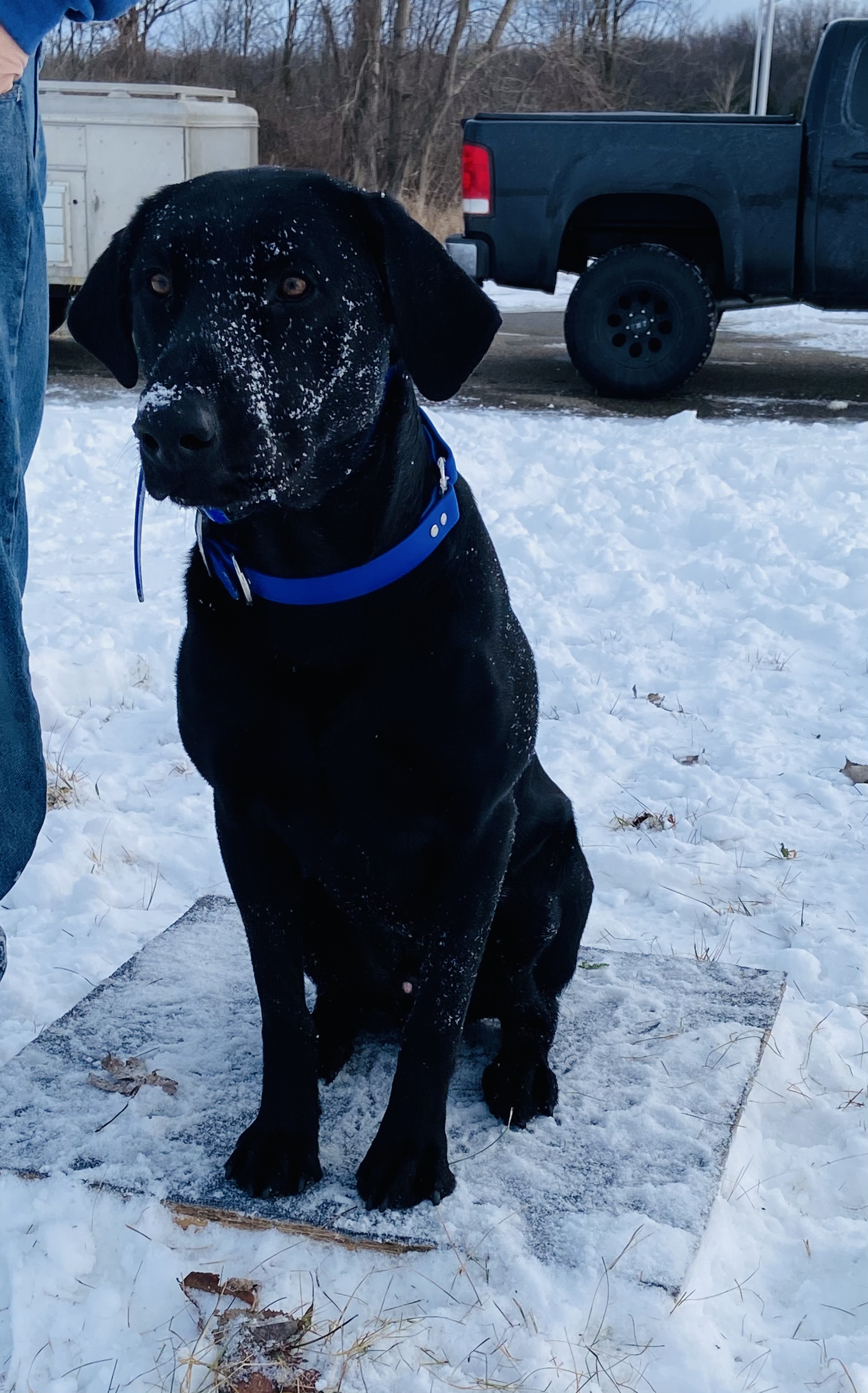 Iron river Fast Flowin" River | Black Labrador Retriver