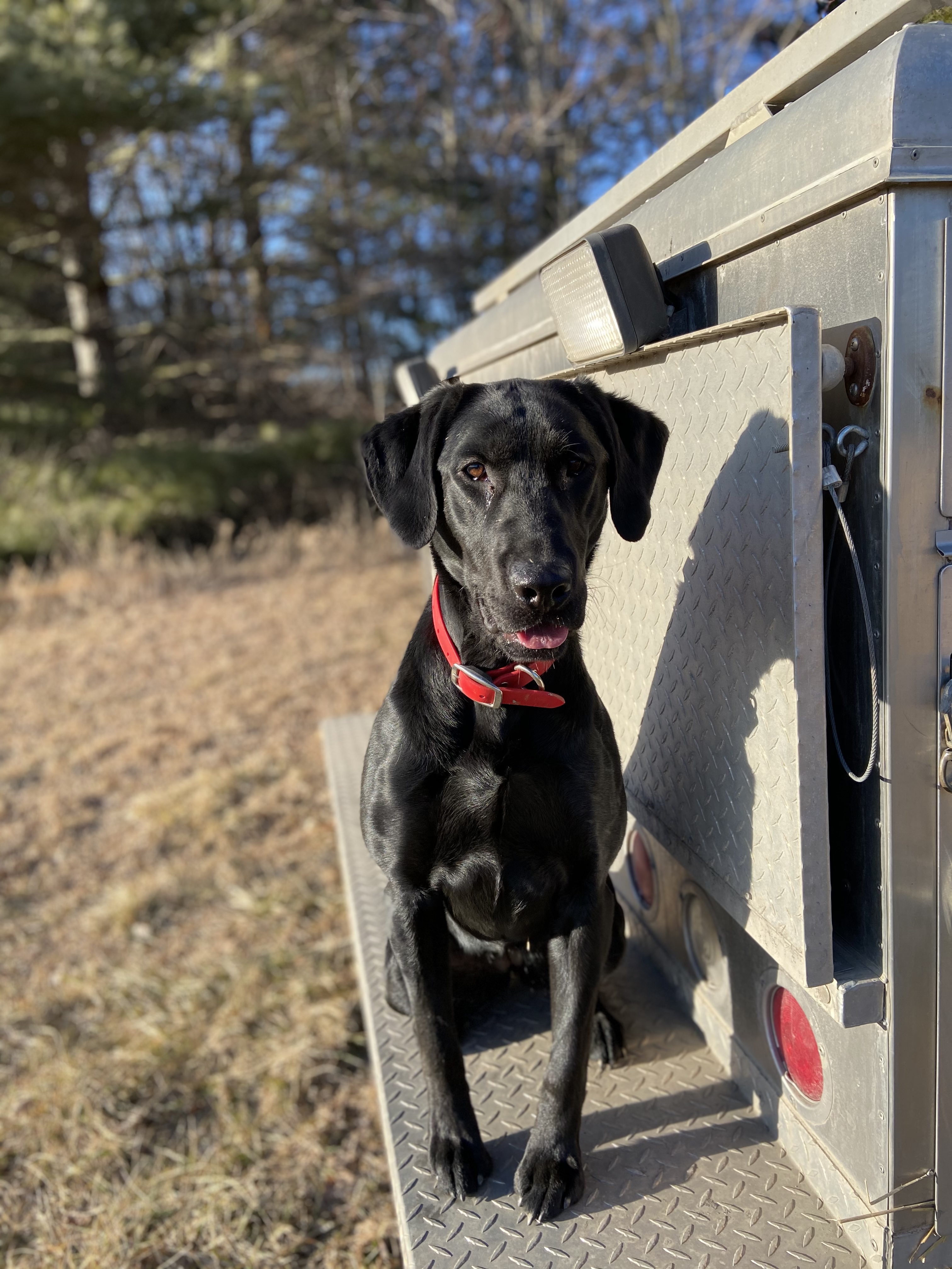 Iron river’s I'm Yellin Timber | Black Labrador Retriver