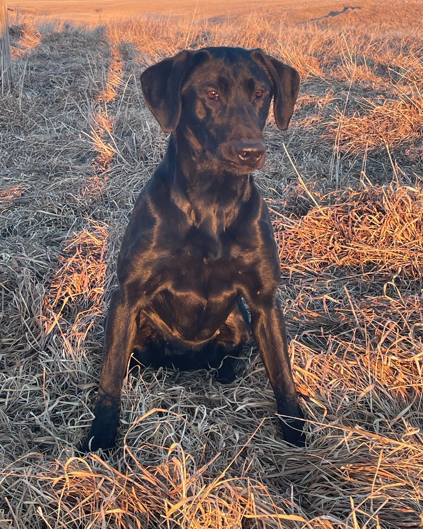 Iron River’s Midnight Storm | Black Labrador Retriver