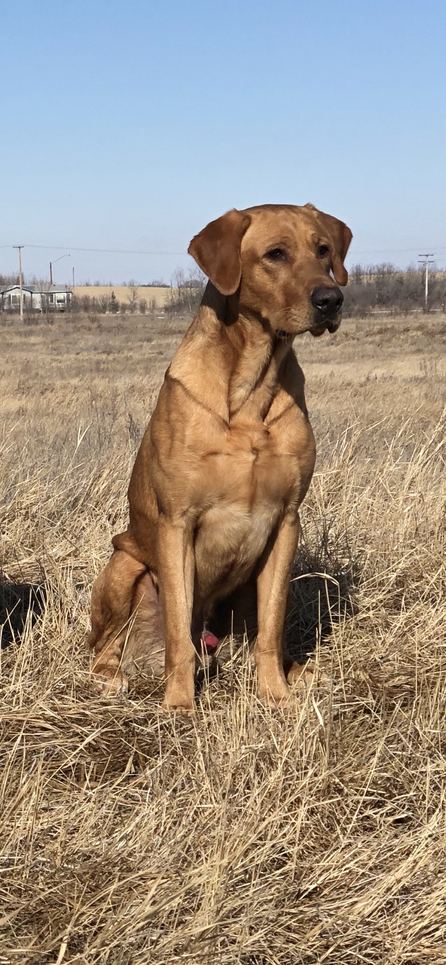 Prairiestorm Ace | Yellow Labrador Retriver