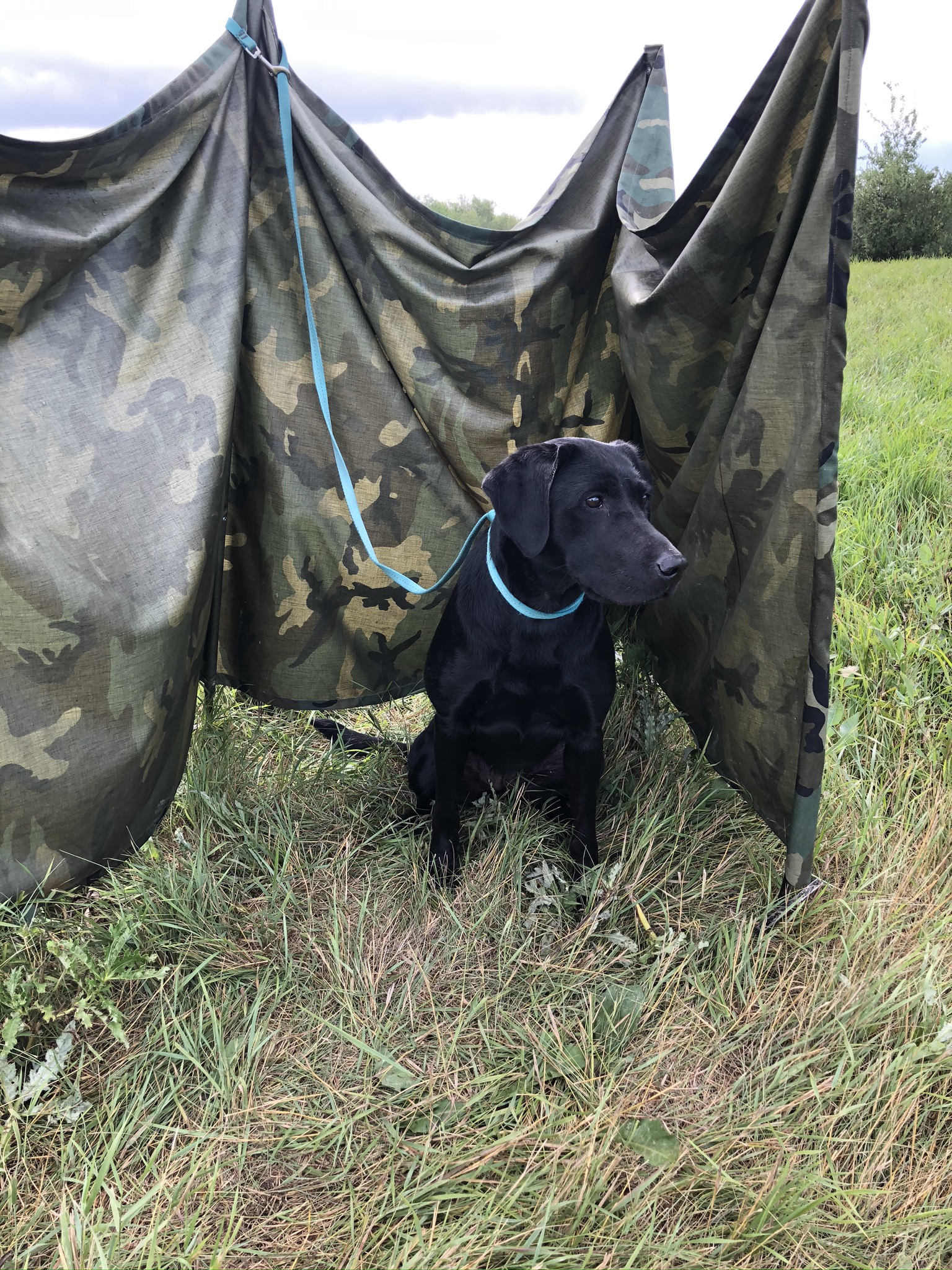 WCX Benelliboyz Breaking Dawn SH | Black Labrador Retriver