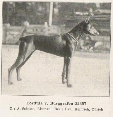 Cordula v. Burggrafen | Black Doberman Pinscher