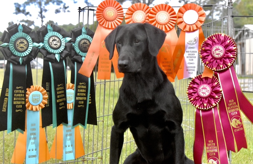 HR Southern Strykers Shoot For The Stars JH | Black Labrador Retriver