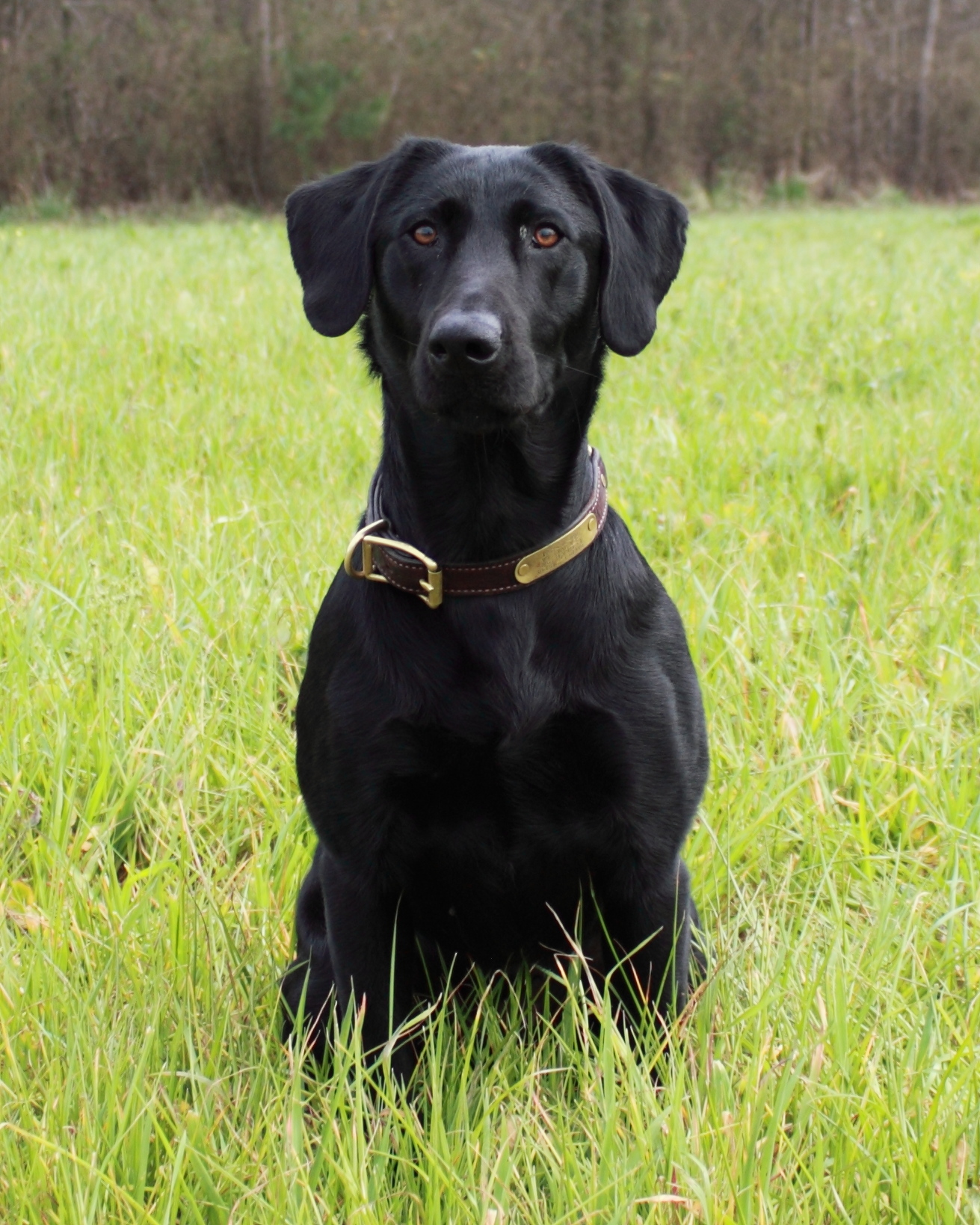 Murphy's Fowl Mouth Troubador QAA | Black Labrador Retriver