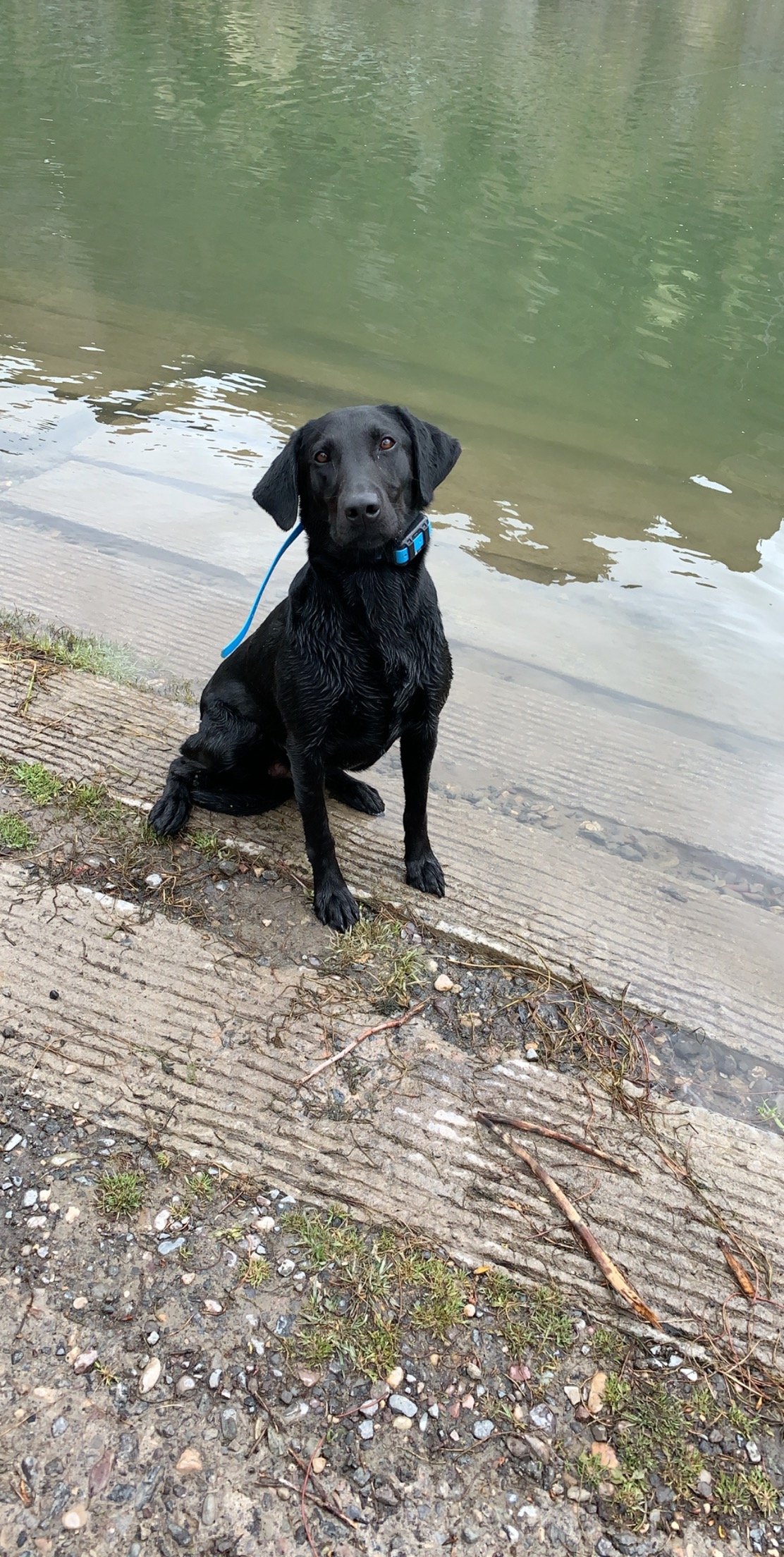 APR HR Tikkas Two Shot Pistol Annie | Black Labrador Retriver