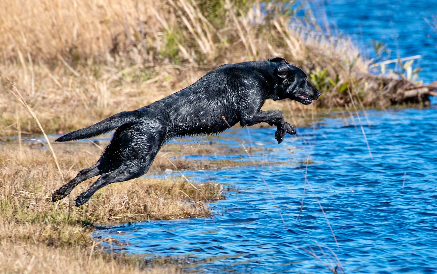 HRCH New U Got Some Splainin To Do MH | Black Labrador Retriver