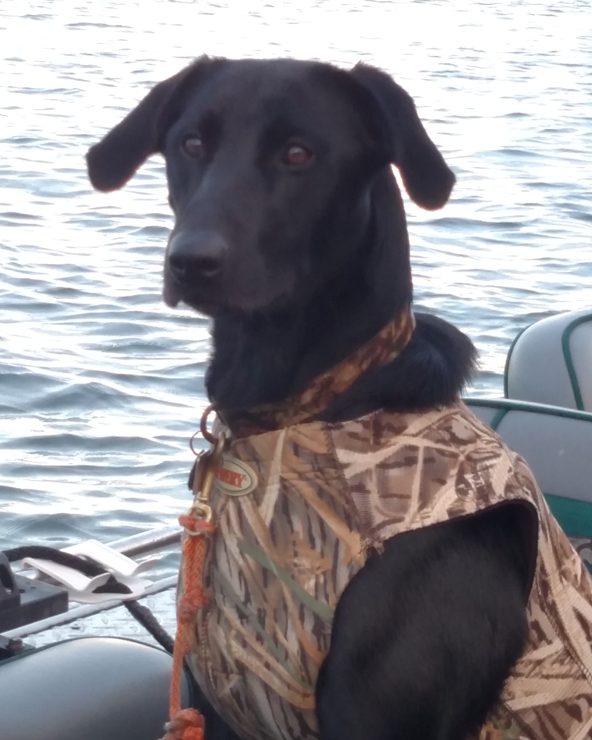 Cedar Hills Ke Akua O'ke Ahi SH | Black Labrador Retriver