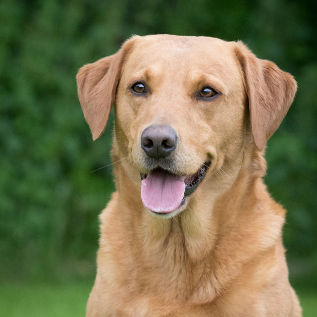 FTW Garicmoor Grenadier Of Ettinsmoor | Yellow Labrador Retriver