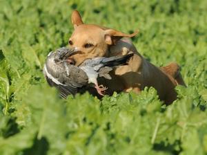 Ettinsmoor Treasure | Yellow Labrador Retriver