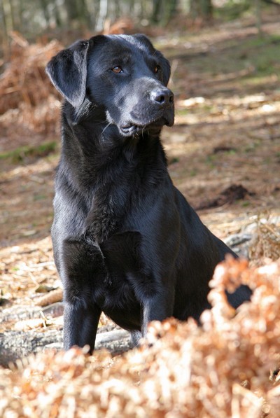 FTCH Bedgebrook Excalibur | Black Labrador Retriver