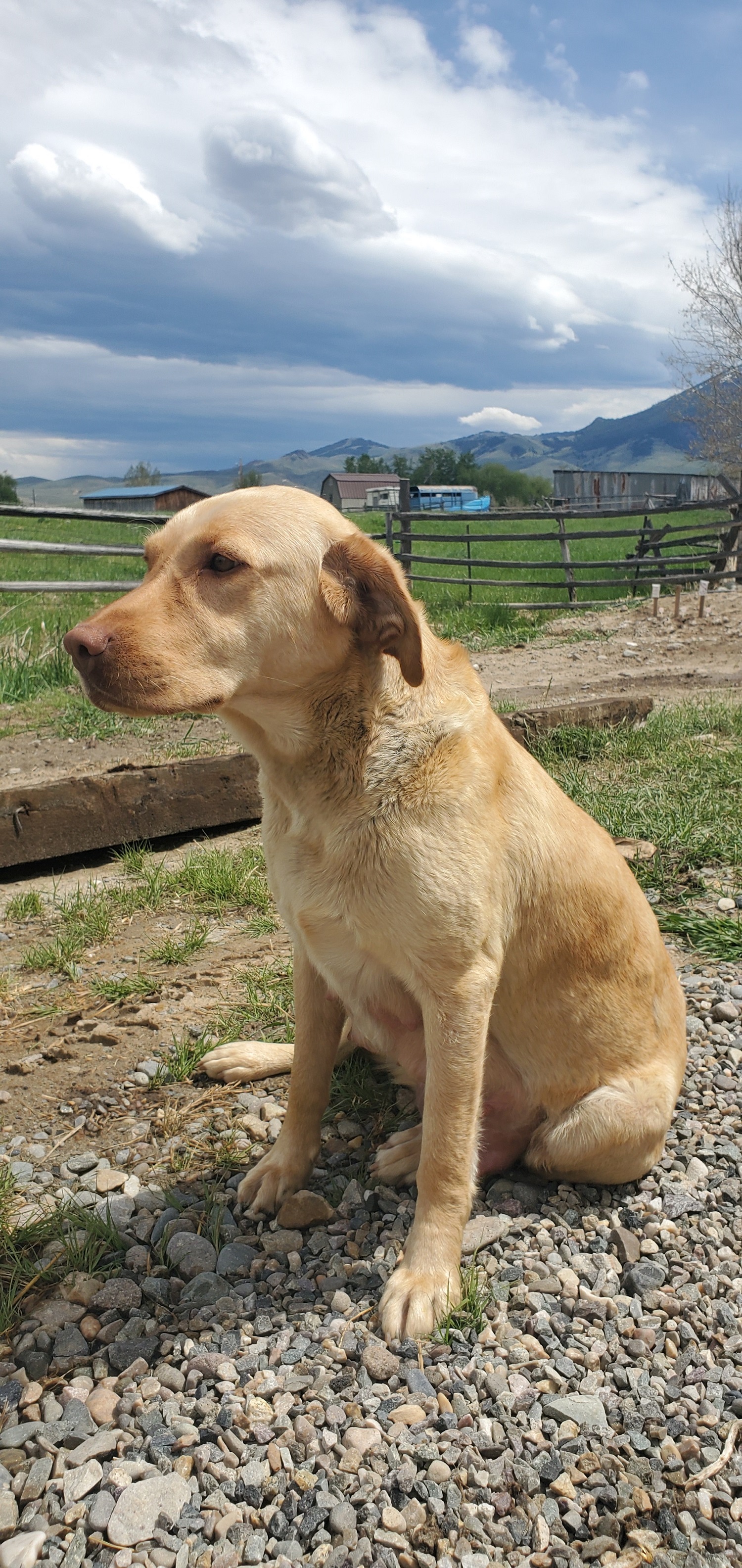 Sissy Spirit Tracy | Yellow Labrador Retriver