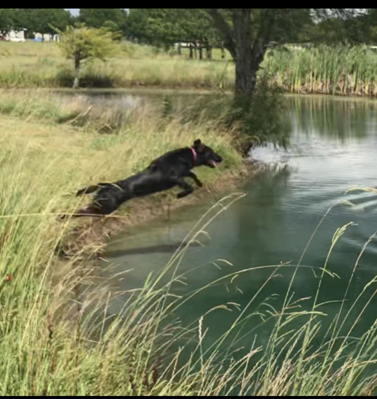 SHR Phil’s Little Black Bullet | Black Labrador Retriver