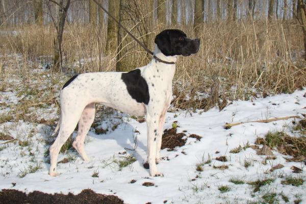 Matresse's Liva | Pointer 