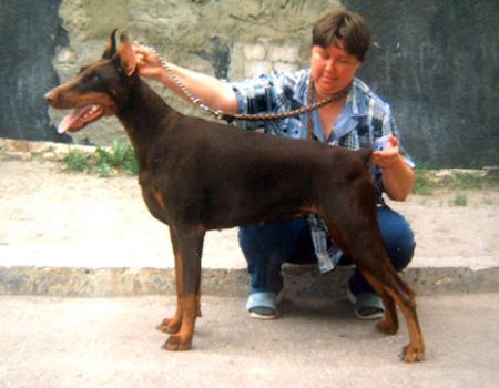 Vasilisa iz Bolshoy Volgi | Brown Doberman Pinscher