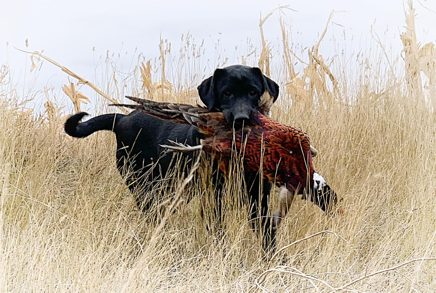 RGD Rushmore’s Gonna Rock You DJ | Black Labrador Retriver