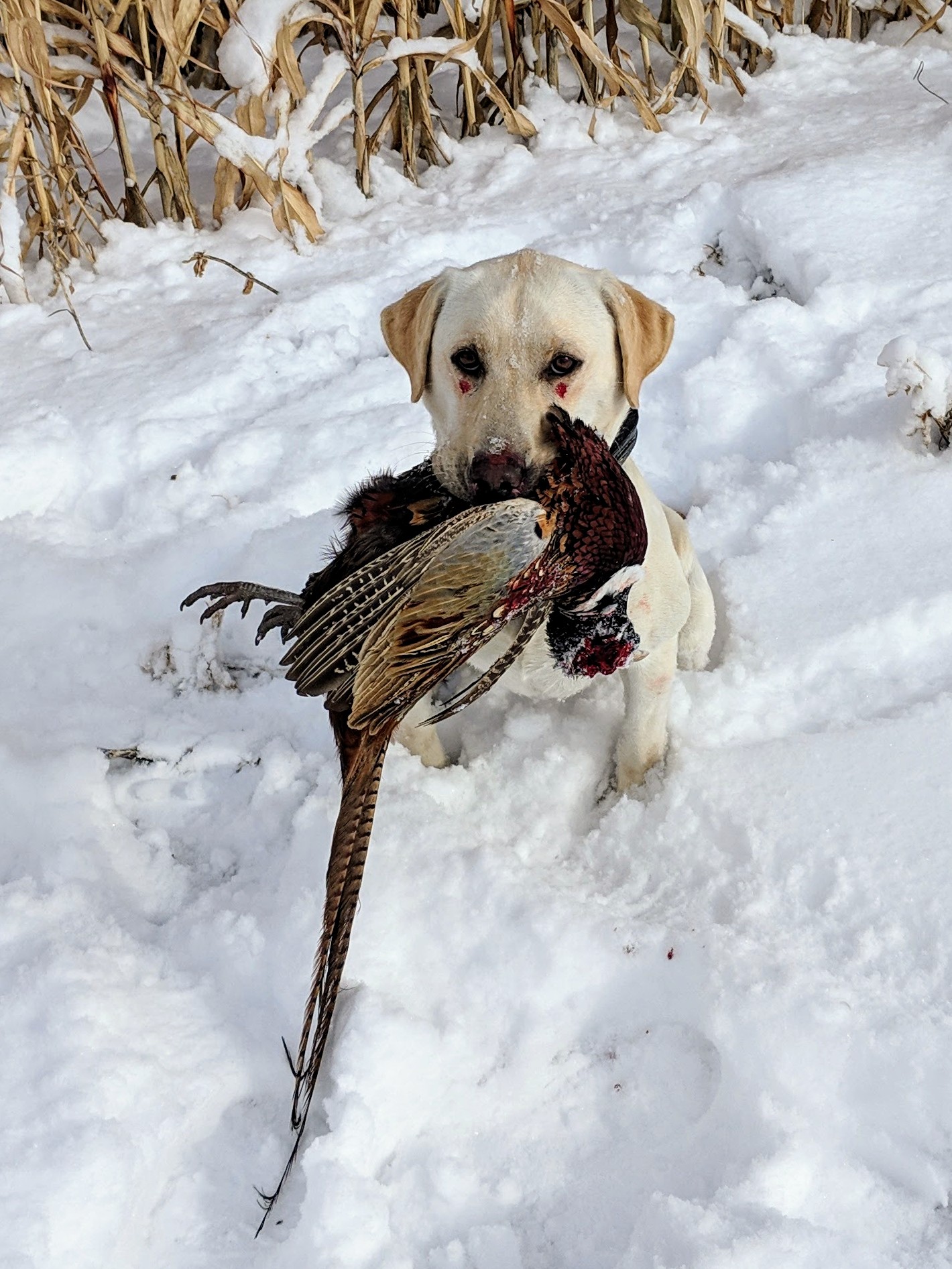 Mushitz Country Grammar Nelly | Yellow Labrador Retriver