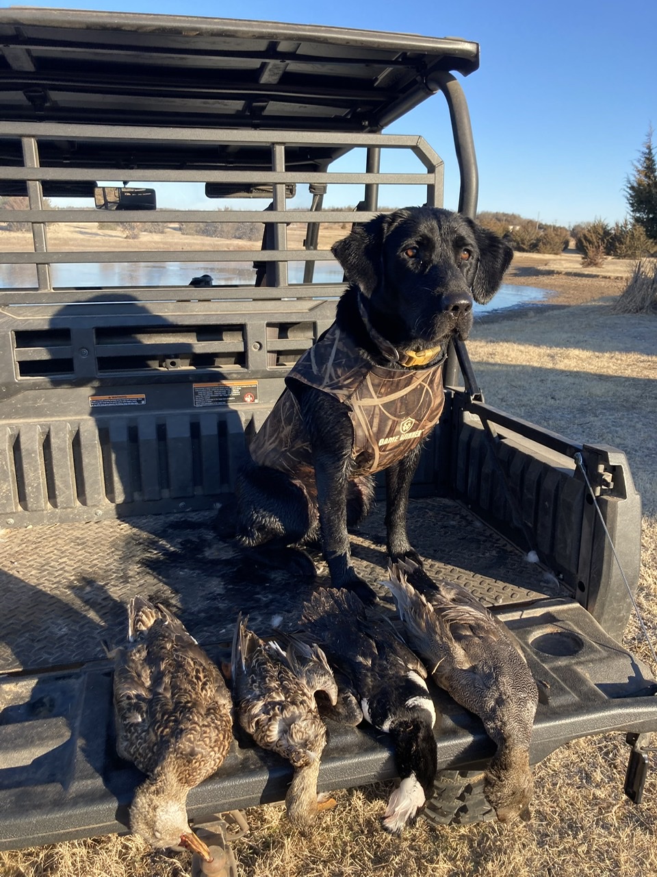 Big Mamou’s My Fair Olive | Black Labrador Retriver