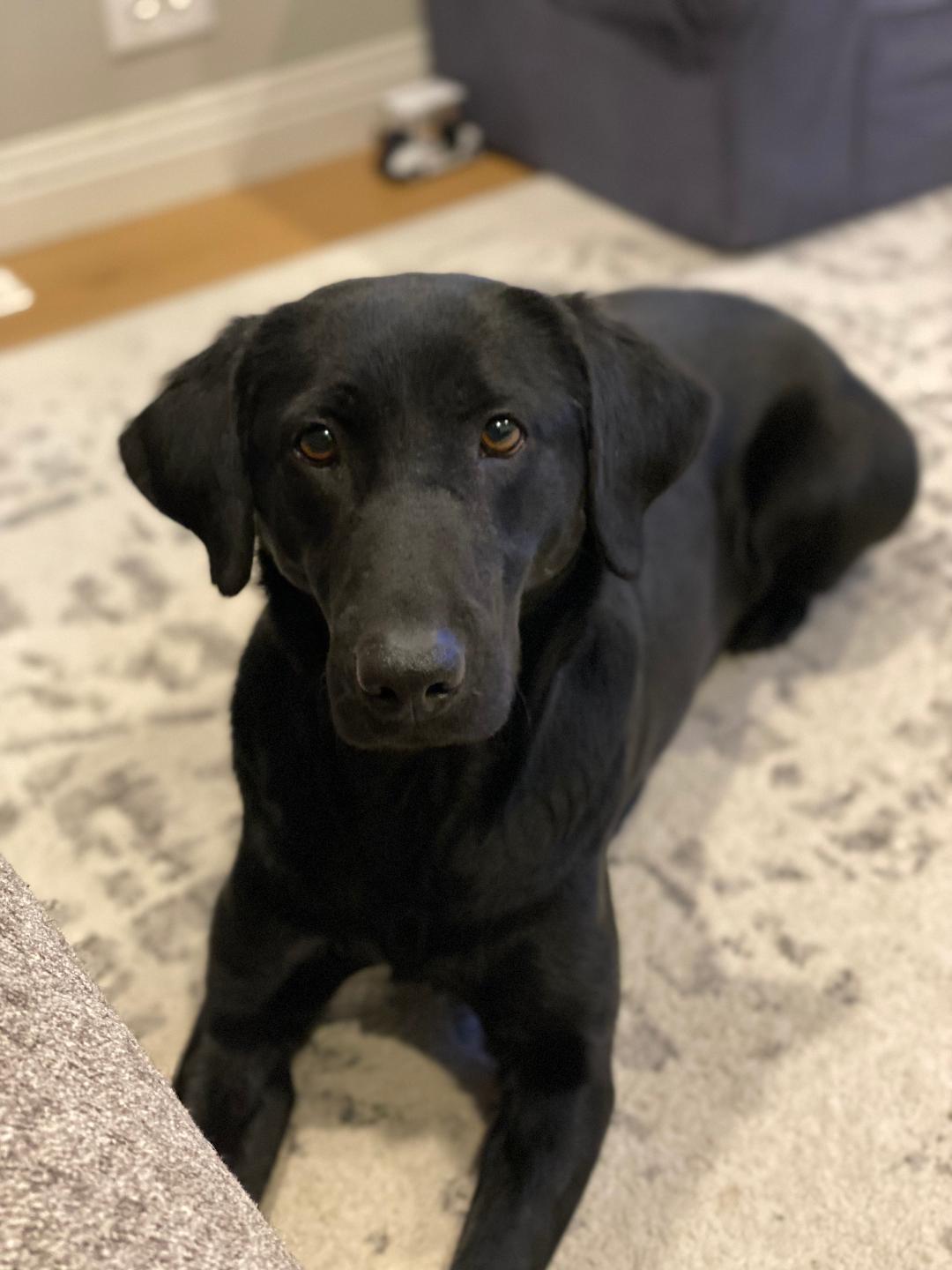 SHR  RFC’s  Amidst Chaos Arose Lily | Black Labrador Retriver