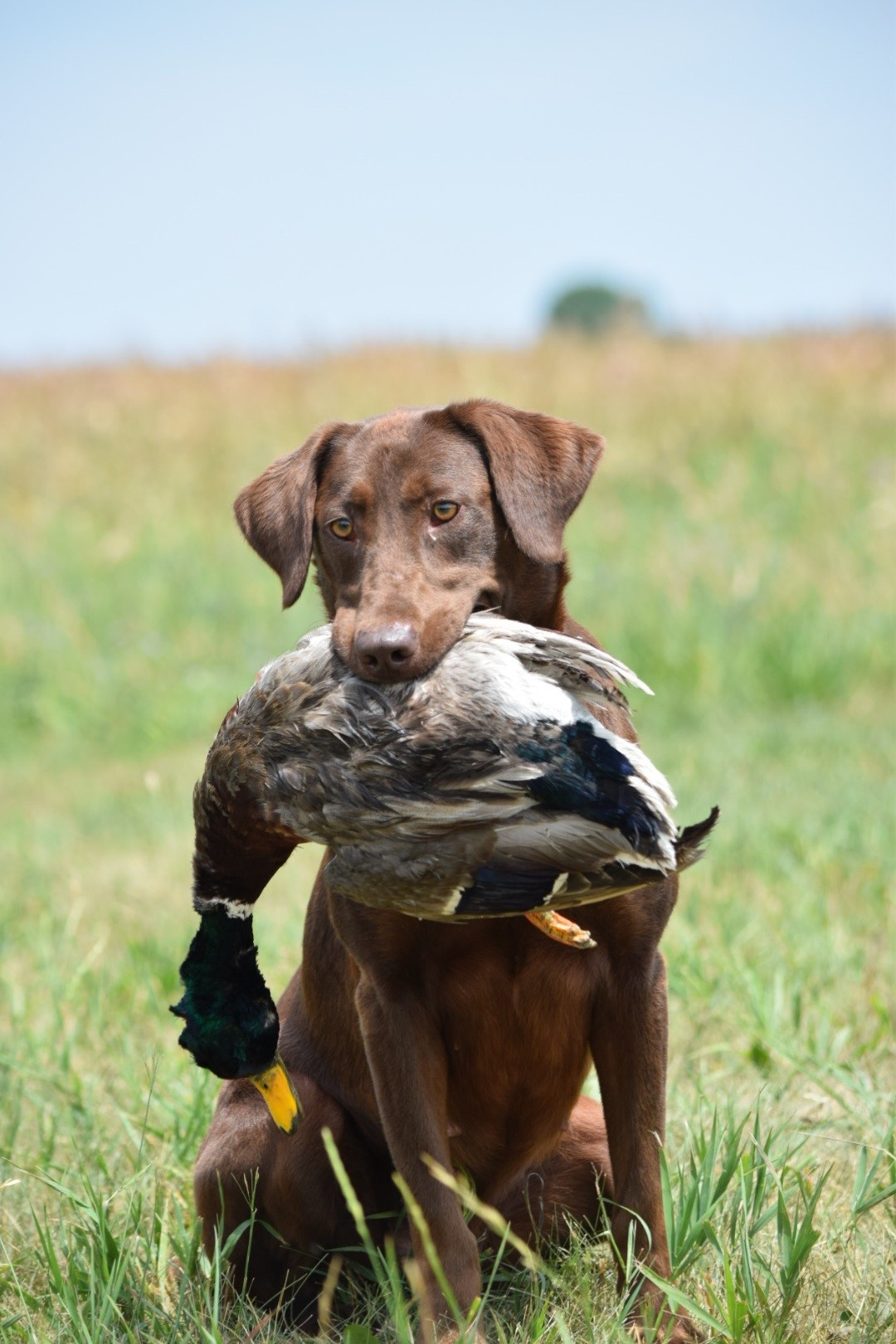 CPR Tgk's Taking Kori To The Baileys | Chocolate Labrador Retriver