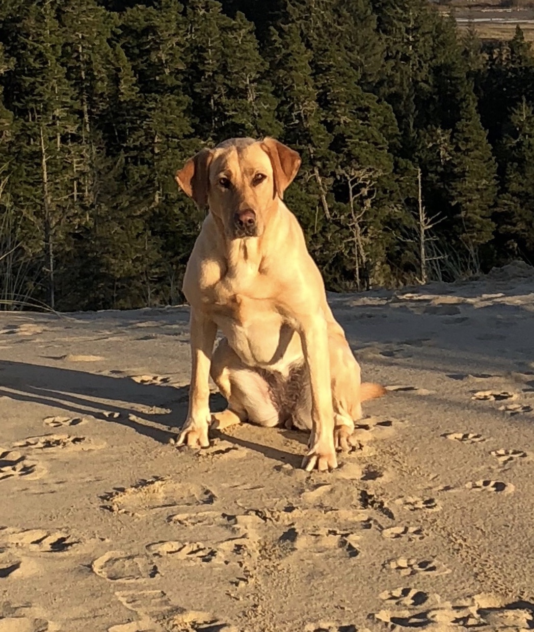 Leatherwood's Calamity Jane at Jordan Lake SH | Yellow Labrador Retriver