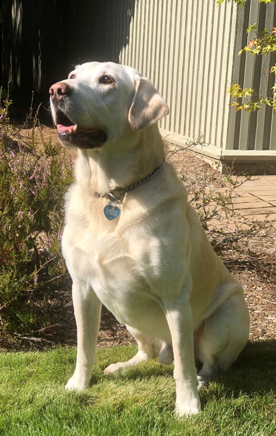 Ragtime Cowboy Joe Of Killarney SH | Yellow Labrador Retriver