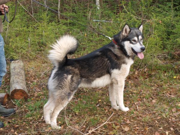 Cheenik's Timber Cross The Mountain | Alaskan Malamute 