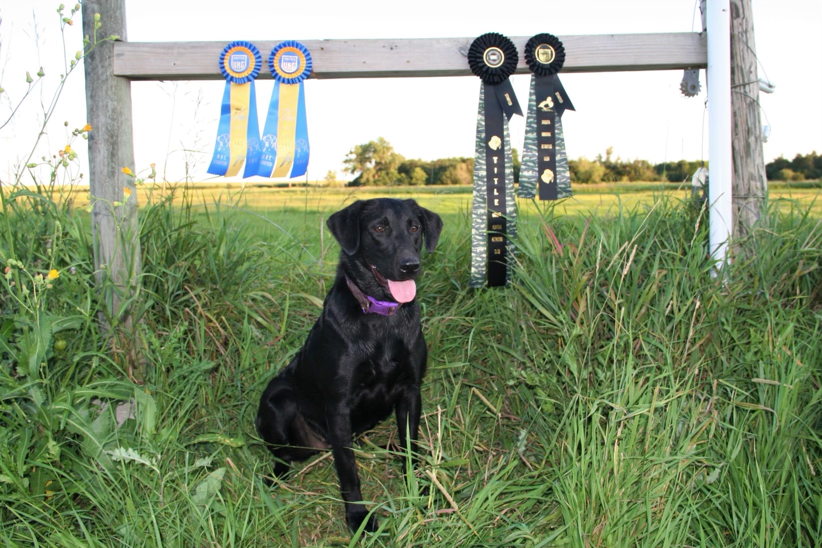 SHR S&S Play Me A Song | Black Labrador Retriver